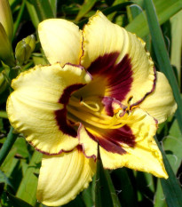 Liliowiec El Desperado – Hemerocallis – uprawa roślin ozdobnych kwitnących