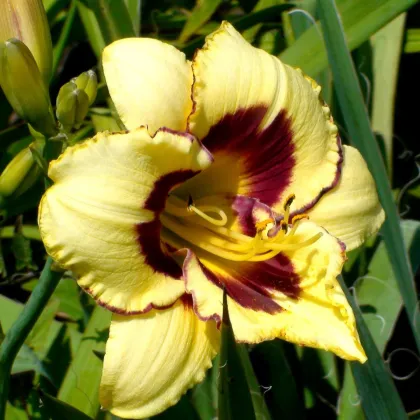 Liliowiec El Desperado – Hemerocallis – uprawa roślin ozdobnych kwitnących