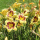 Liliowiec El Desperado – Hemerocallis – uprawa roślin ozdobnych kwitnących