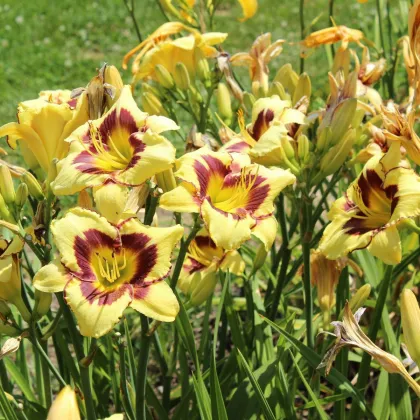 Liliowiec El Desperado – Hemerocallis – uprawa roślin ozdobnych kwitnących