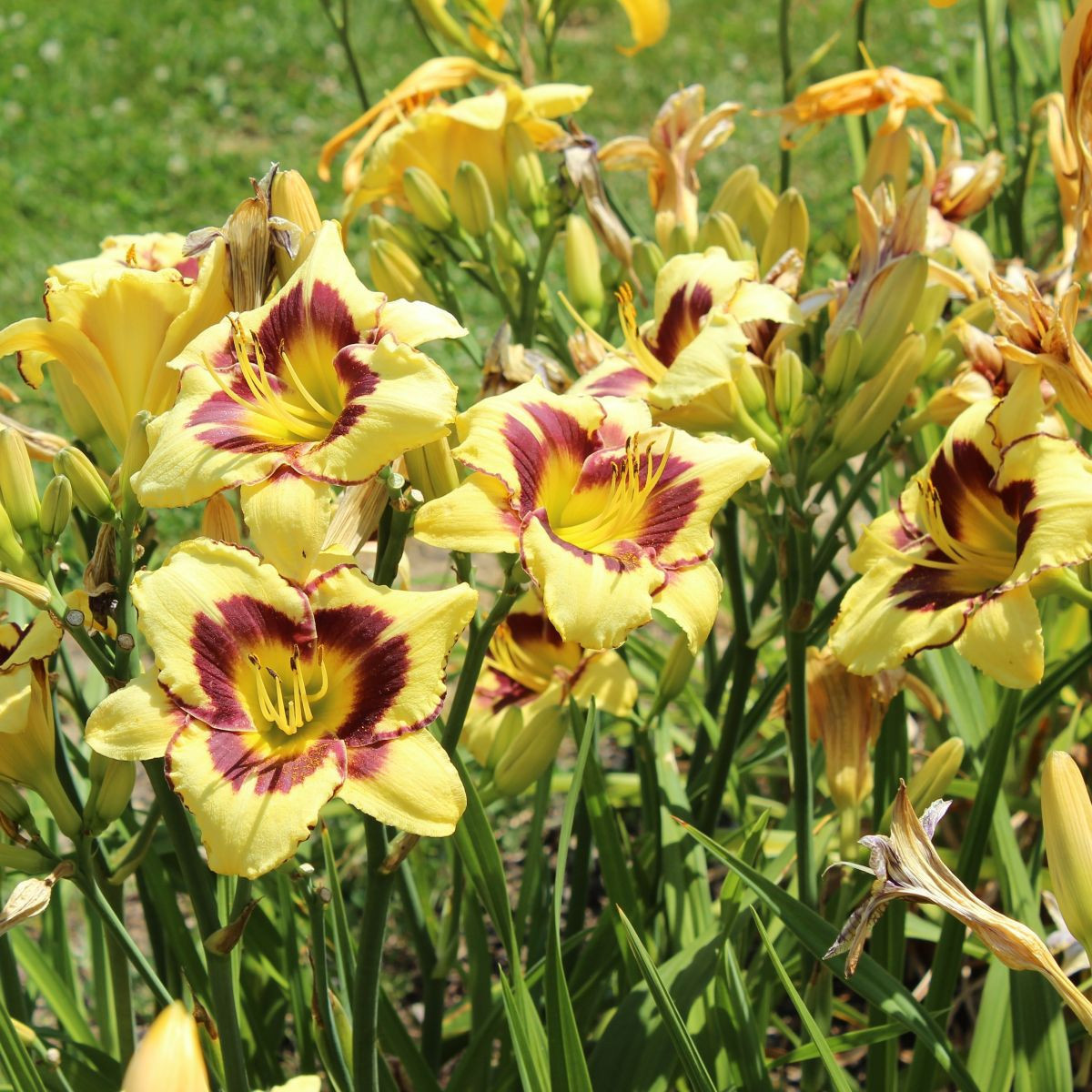 Liliowiec El Desperado – Hemerocallis – uprawa roślin ozdobnych kwitnących