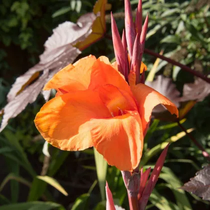 Paciorecznik Durban – Canna – uprawa roślin ozdobnych kwitnących