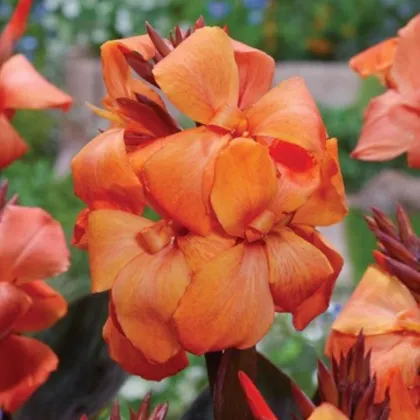 Paciorecznik Panache Black – Canna – kłącza paciorecznika – 1 szt.