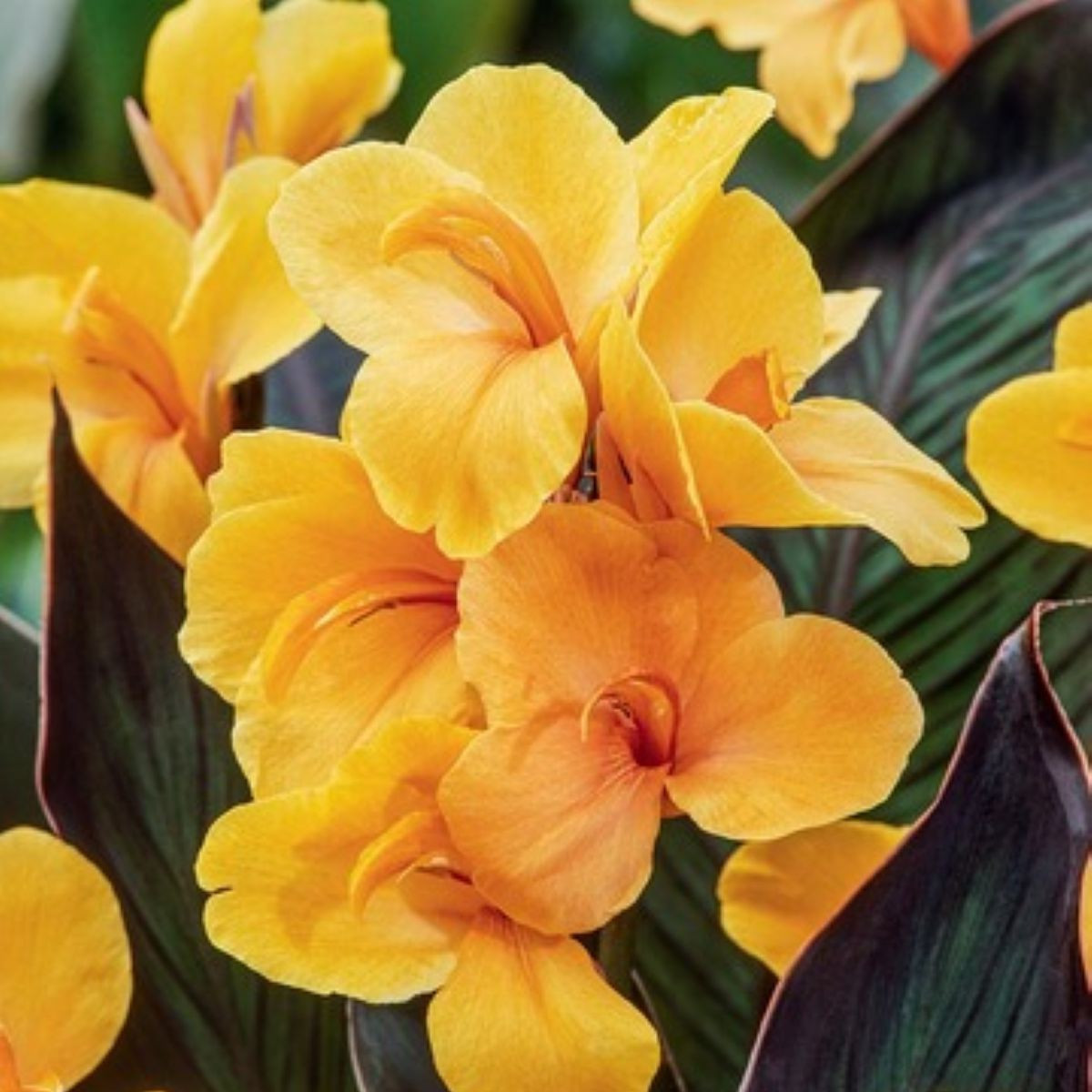 Paciorecznik Louis Cottin – Canna – kłącza paciorecznika – 1 szt.