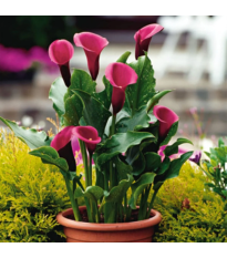 Kalia Rose Queen – Zantedeschia – bulwy kalii – 1 szt.