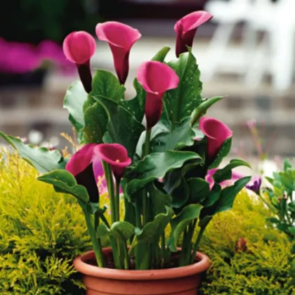 Kalia Rose Queen – Zantedeschia – bulwy kalii – 1 szt.