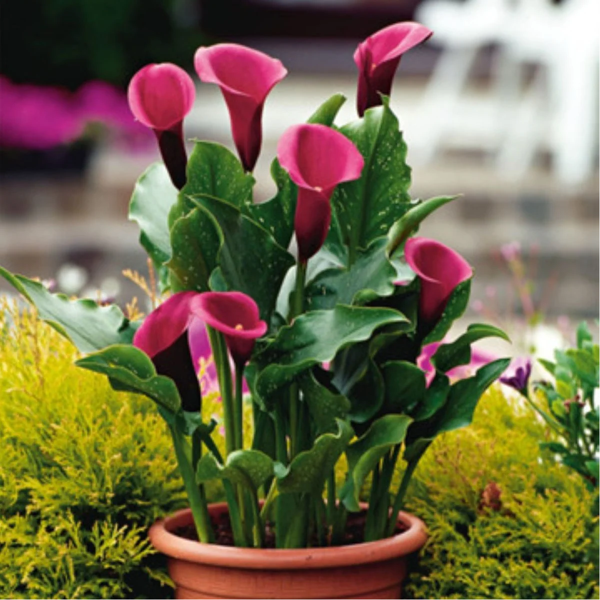 Kalia Rose Queen – Zantedeschia – bulwy kalii – 1 szt.