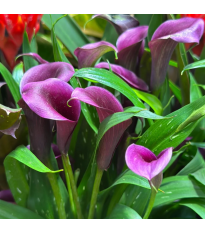 Kalia Purple Sensation – Zantedeschia – bulwy kalii – 1 szt.