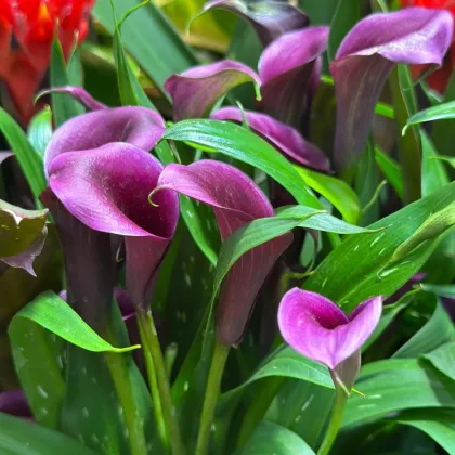 Kalia Purple Sensation – Zantedeschia – bulwy kalii – 1 szt.