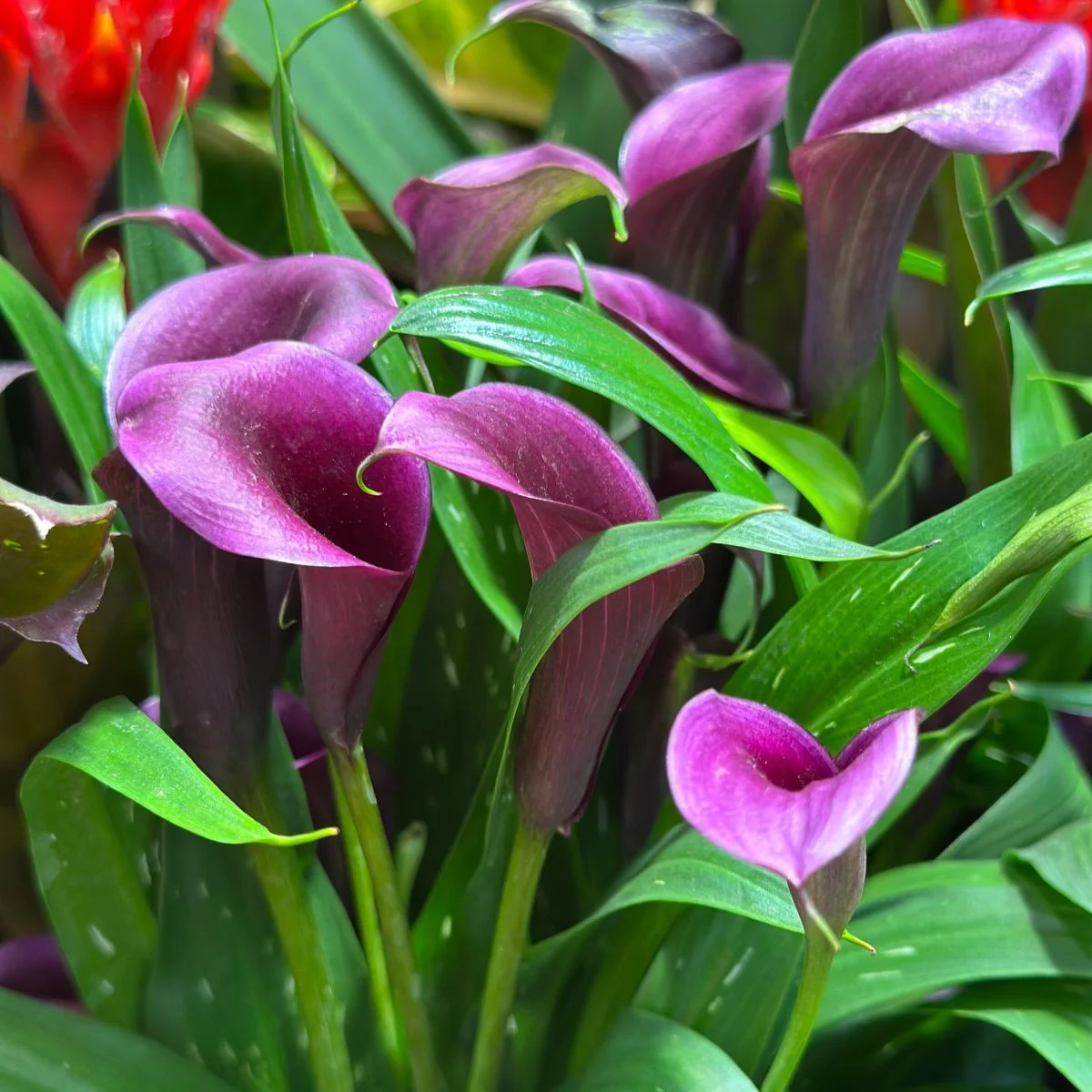 Kalia Purple Sensation – Zantedeschia – bulwy kalii – 1 szt.