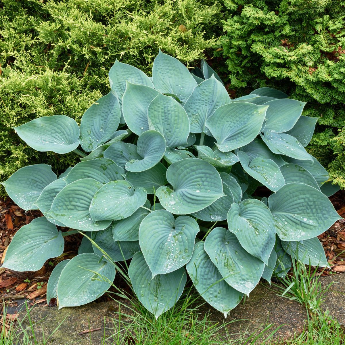 Funkia Blue Angel – sprzedaż bulw