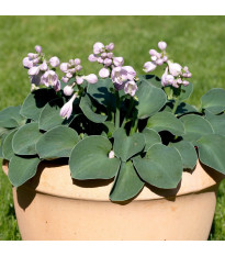 Funkia (Bohyška) Mouse Ears – sprzedaż bulw