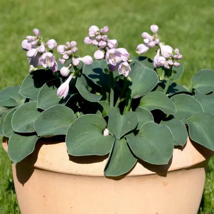 Funkia (Bohyška) Mouse Ears – sprzedaż bulw