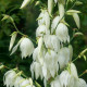 Juka włóknista – Yucca filamentosa – bulwa – uprawa