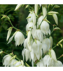 Juka włóknista – Yucca filamentosa – bulwa – uprawa