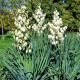 Juka włóknista – Yucca filamentosa – bulwa – uprawa