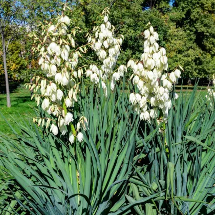 Juka włóknista – Yucca filamentosa – bulwa – uprawa