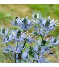 Mikołajek alpejski – Eryngium alpinum – sadzonki z gołym korzeniem – uprawa