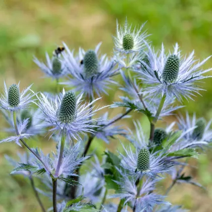 Mikołajek alpejski – Eryngium alpinum – sadzonki z gołym korzeniem – uprawa