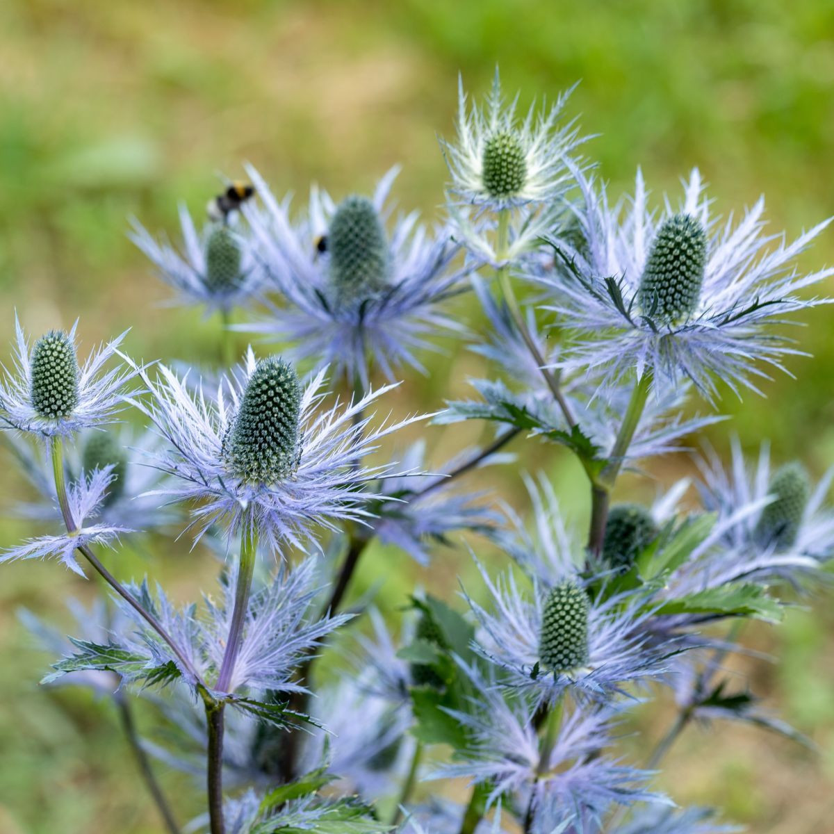 Mikołajek alpejski – Eryngium alpinum – sadzonki z gołym korzeniem – uprawa