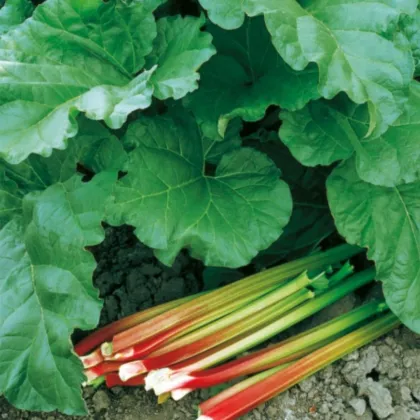 Rabarbar Victoria – Rheum rhabarbarum – sadzonka rabarbaru