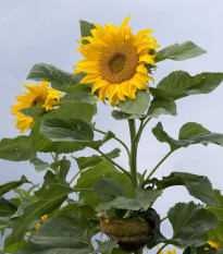 Słonecznik Mongolian Giant – Helianthus annuus – nasiona słonecznika – 15 szt.