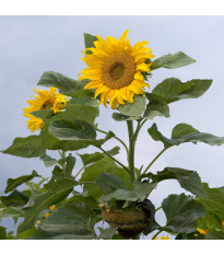 Słonecznik mongolski – Helianthus annuus – nasiona słonecznika