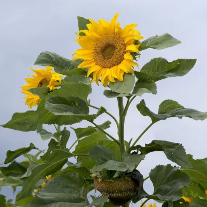 Słonecznik Mongolian Giant – Helianthus annuus – nasiona słonecznika – 15 szt.