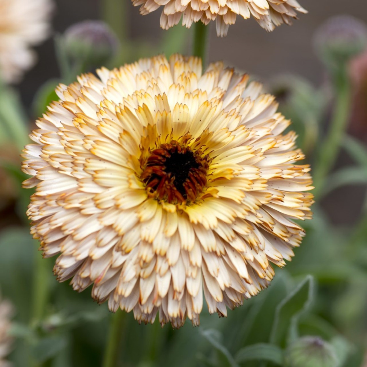 Nagietek lekarski – Calendula officinalis – nasiona nagietka