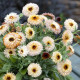 Nagietek lekarski – Calendula officinalis – nasiona nagietka