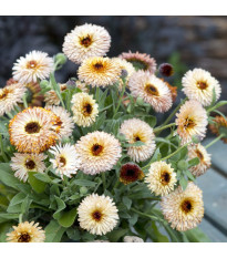 Nagietek lekarski – Calendula officinalis – nasiona nagietka