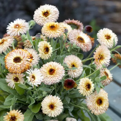 Nagietek lekarski – Calendula officinalis – nasiona nagietka