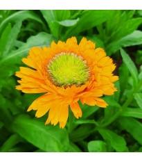 Nagietek pomarańczowy – Calendula officinalis – nasiona nagietka