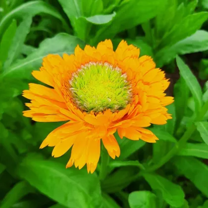 Nagietek pomarańczowy – Calendula officinalis – nasiona nagietka