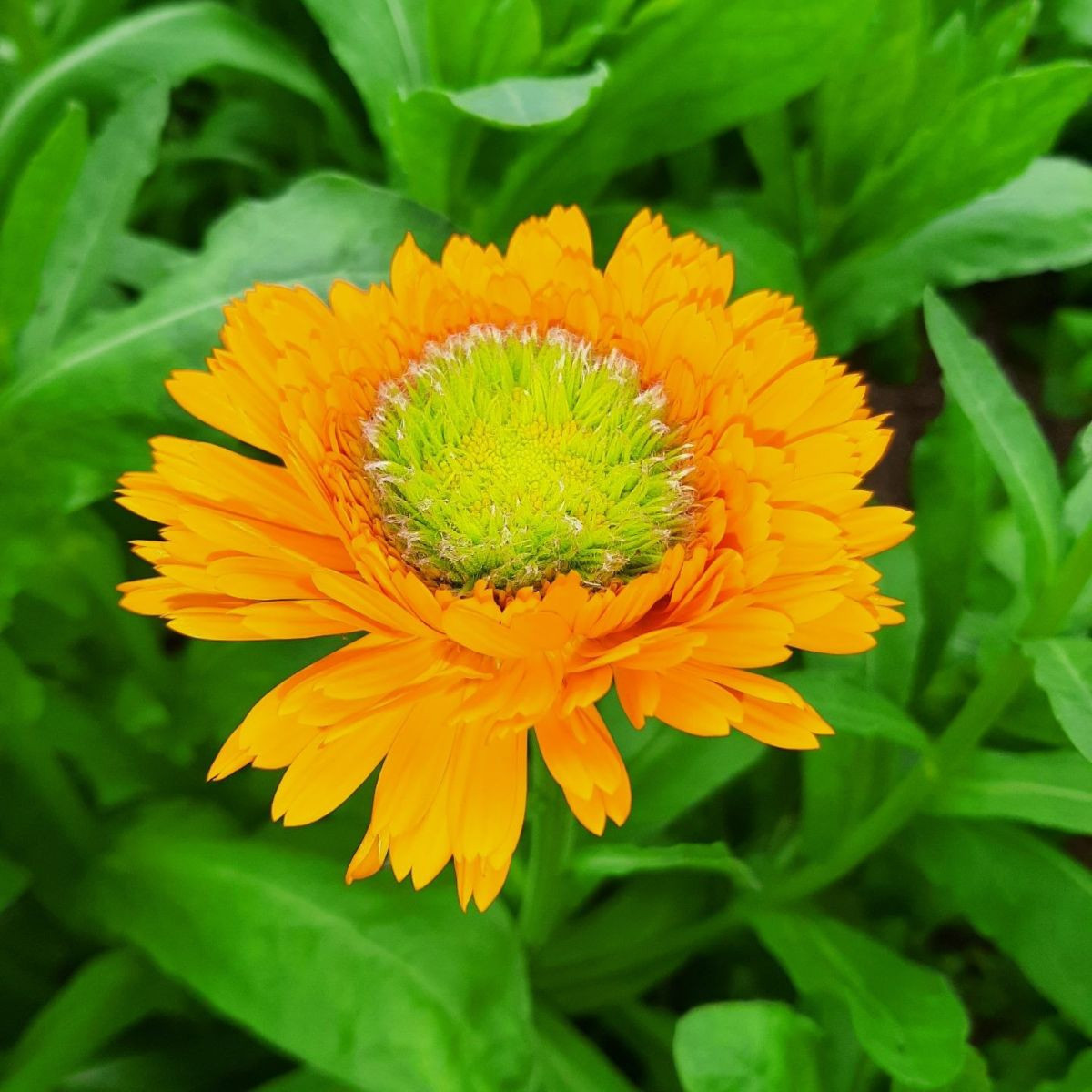 Nagietek pomarańczowy – Calendula officinalis – nasiona nagietka