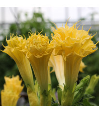 Bieluń metelowy Double Yellow - Datura metel - nasiona bielunia - 5 szt.