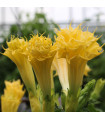 Bieluń metelowy Double Yellow - Datura metel - nasiona bielunia - 5 szt.