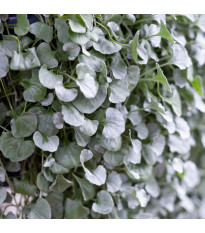 Srebrny deszcz Silver Falls - Dichondra szmaragdowa - nasiona srebrnego deszczu - 6 szt.