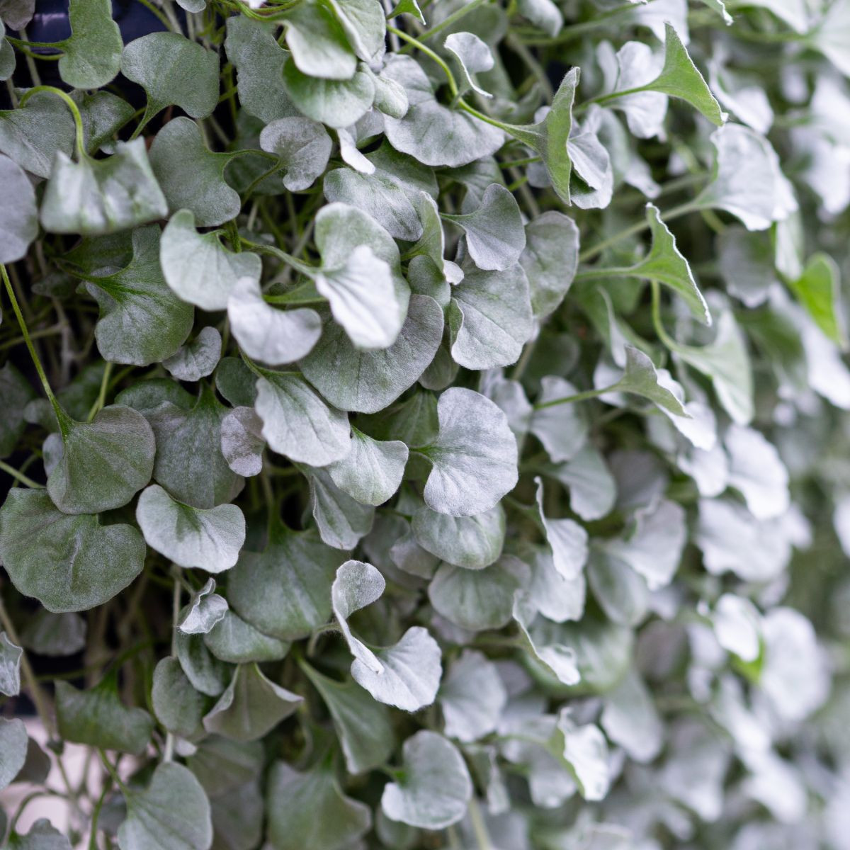 Srebrny deszcz Silver Falls - Dichondra szmaragdowa - nasiona srebrnego deszczu - 6 szt.