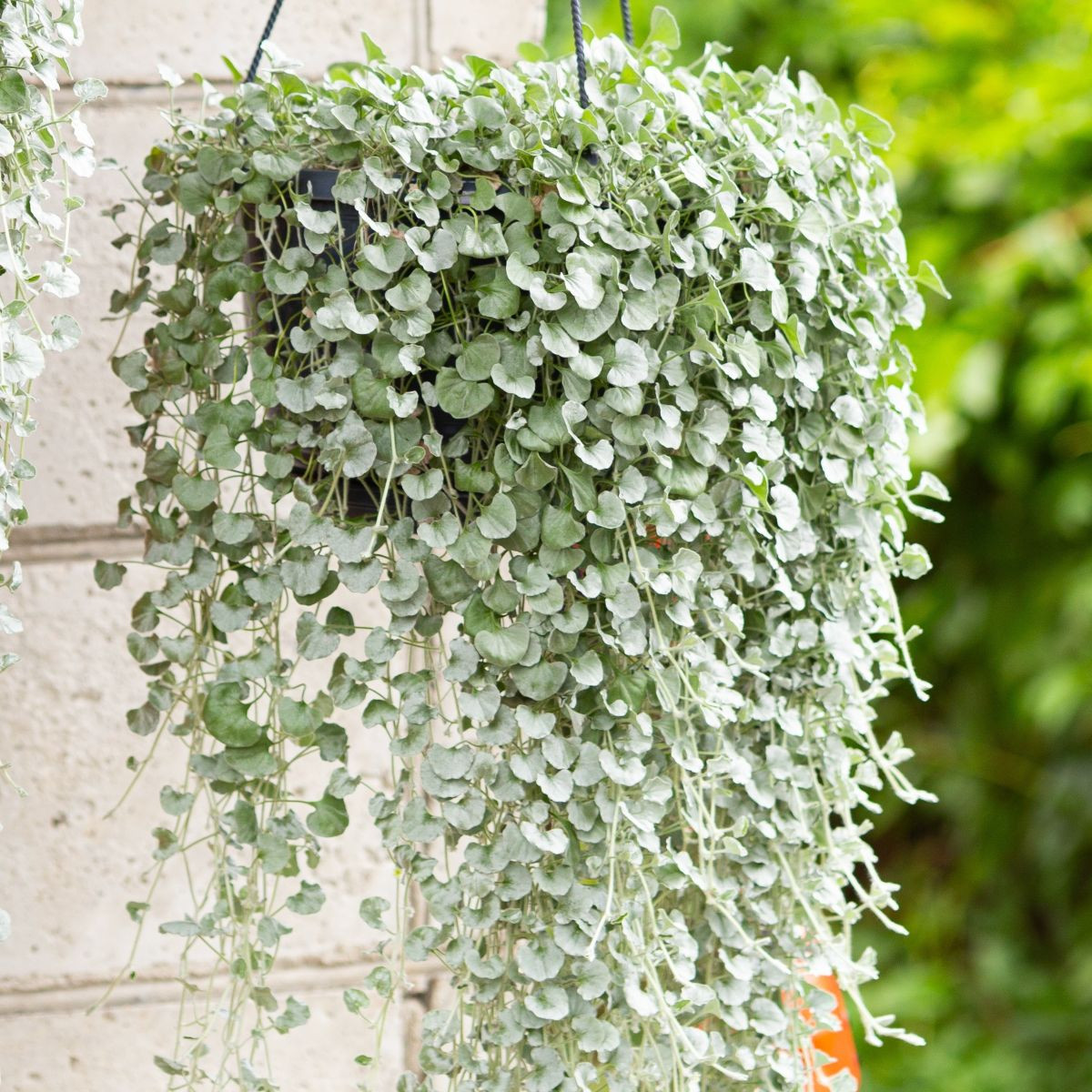 Srebrny deszcz Silver Falls - Dichondra szmaragdowa - nasiona srebrnego deszczu - 6 szt.