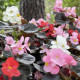 Begonie Nightlife Mix F1 - Begonia semperflorens - nasiona begonii - 12 szt.