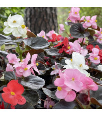 Begonie Nightlife Mix F1 - Begonia semperflorens - nasiona begonii - 12 szt.
