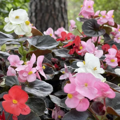 Begonie Nightlife Mix F1 - Begonia semperflorens - nasiona begonii - 12 szt.