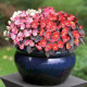 Begonie Nightlife Mix F1 - Begonia semperflorens - nasiona begonii - 12 szt.