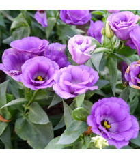 Eustoma Lilac F1 - Eustoma grandiflorum - nasiona eustomy - 12 szt.