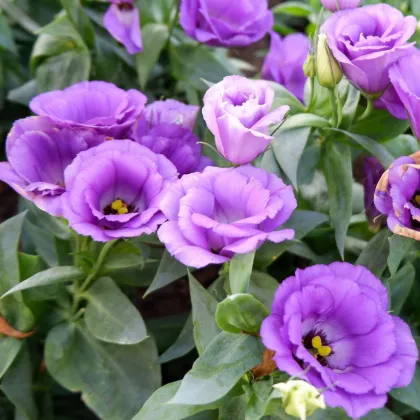 Eustoma Lilac F1 - Eustoma grandiflorum - nasiona eustomy - 12 szt.