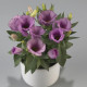 Eustoma Lilac F1 - Eustoma grandiflorum - nasiona eustomy - 12 szt.