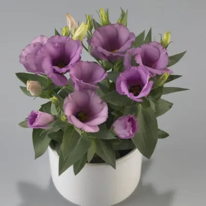 Eustoma Lilac F1 - Eustoma grandiflorum - nasiona eustomy - 12 szt.