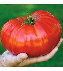 Rajče Gigantomo - Solanum lycopersicum - nasiona - 5 szt.