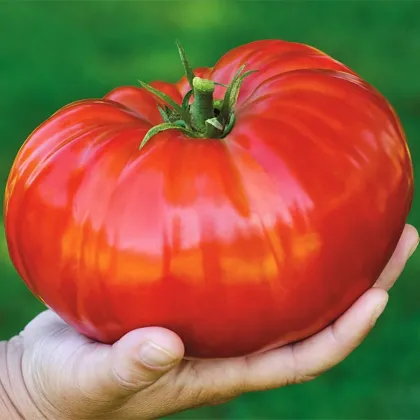 Rajče Gigantomo - Solanum lycopersicum - nasiona - 5 szt.